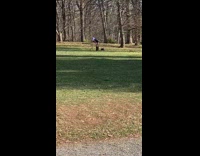 Woman wearing sexy panda outfit taking photo in park