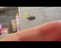 Fly lay its eggs on shower glass