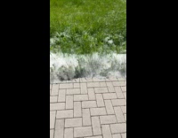 Guy grab lots of pollen on grass