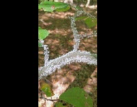 Small white bugs wiggle on tree branch