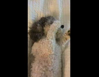 Dog wakes up and rubs eyes 