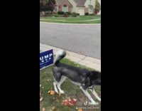 Husky dog pees on trump pence sign 