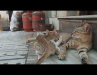 Small kitten feeding on cat stairs