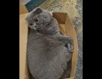 Girl opens orange box grey cat inside 