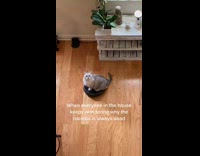 Collab BitchMP - Cat sitting and riding on roomba 