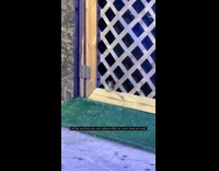 Collab WINY - Filmer wave at rat peeking through hole