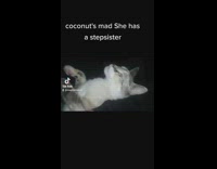 Pet cat angry and growls while carried by a girl part 2