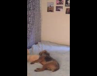 compilation of brown dog asleep on back
