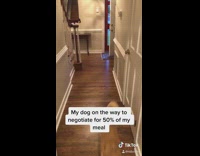 Brown dog negotiates for meal shark tank