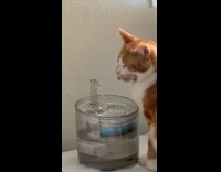 Collab BitchMP - Orange cat licking air in front of water dispenser 