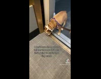 Collab Kale Salad IG -  Fat dog thinks it will fall crack