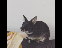 black bunny eating banana 