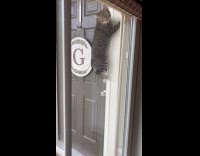 Cat climb on door frame press doorbell