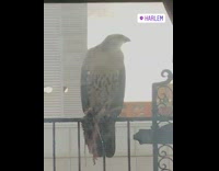 Girl sees brown hawk on railing window 