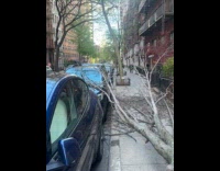 Tree broken and fallen on the sidewalk