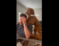 Dog Licks Disappointed Man from Behind then Upfront