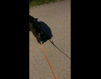 Dog Watches Frog Up Close Excitedly in Park