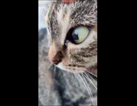 Cat on street has square eye pupil