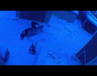 Woman slips and falls down the porch steps 