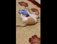 Pet cat lie down and kicks the blue crocs