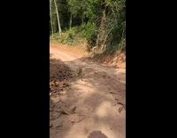 Dog runs across dirt to owner 