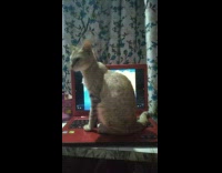 Brown cat sits on red laptop anime 