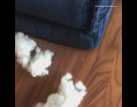 Music Blonde Dog Chews Up Toys on Blue Bed