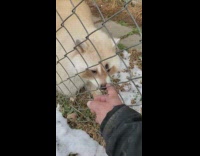Guy pets blonde raccoon through fence