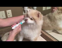 Brushing small fluffy brown white dog teeth