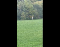 Girl in shorts dance near trees park