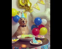 Golden retriever dog birthday blue bone cake 