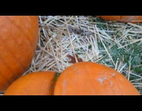 Two pumpkins connected with each other