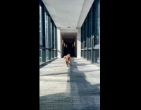 dog runs down hall with ball in mouth