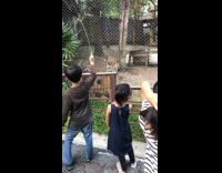 Kid playing with tiger cubs at zoo