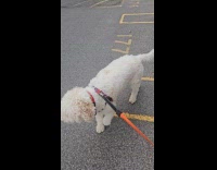 Man wearing protective plastic garment and strange headdress 
