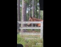 Collab Clips mpugc - Brown horse no spine fake standing