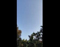 Guy throw rock in air dragonflies gather