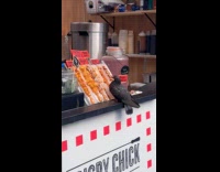 Collab WINY - Pigeon pecking food displays 