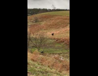 Black horse in middle of hill field finds way back to owner 