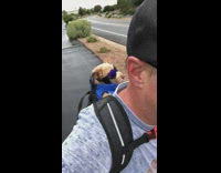 Dog backpack sunglasses guy riding bike