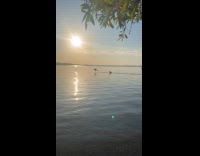 Kangaroos jumping near lake bank 
