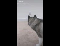 Small black dog runs on carpet husky