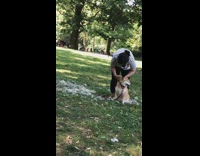 Woman brushes and shears her dog in the park
