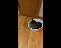 Collab BitchIG2 - Guy pushes trash bin with cat inside 