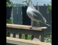 Seagull bird open mouth drool  wood deck