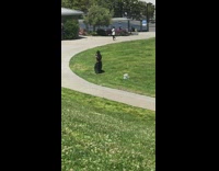 Guy black hat show body dance park