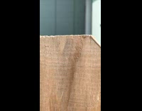 Baby praying mantis crawls on the fence 