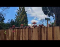 Cafe mugs on wooden fence for squirrels