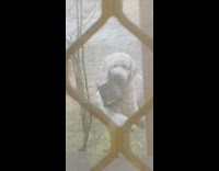 Dog holds pot in mouth and looks through window