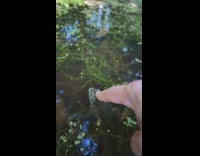 Frog on the surface touched on the back and descend